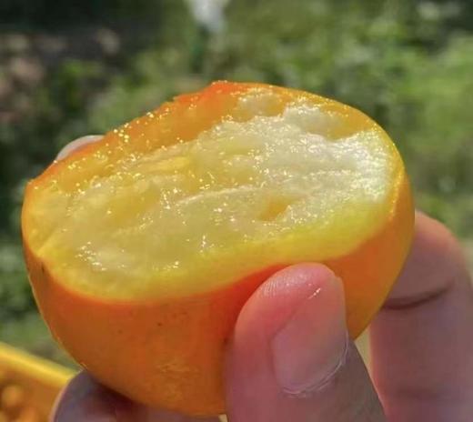 大桔已定·糖包子脆蜜金柑4斤 商品图0