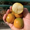 广西融安滑皮金桔6盒（300g/盒） 商品缩略图0