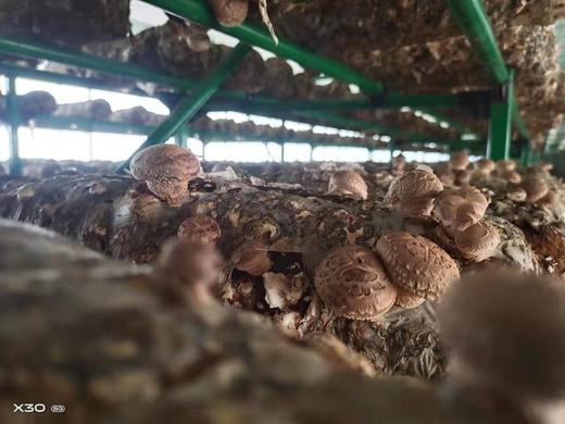 【精选】生态鲜花菇（250g) 商品图5