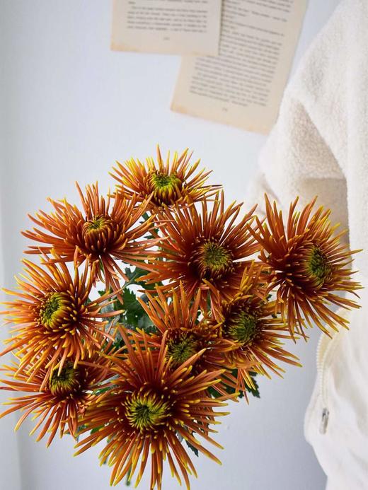 【周四秒杀】复古烟花雏菊6枝59.8元 商品图0