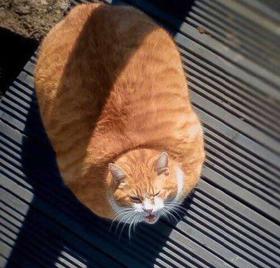 关于🐱猫咪减肥这件事