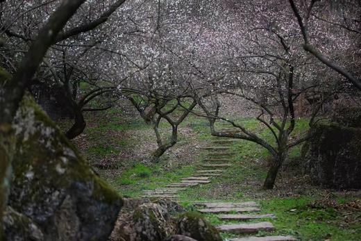 【大邑-316号院】7房院子，避暑、挖笋、亲子采摘果子……近雾山、鹤鸣山QYS 商品图5
