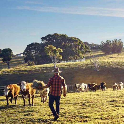 珍澳高钙全脂/脱脂成人奶粉卡扣装*1kg 商品图9