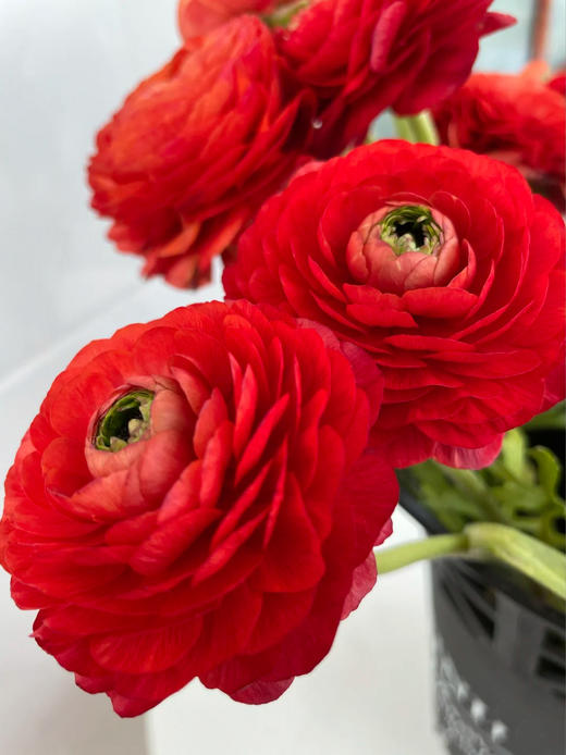 洋牡丹一扎（颜色随机） 商品图3