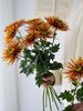 【周四秒杀】复古烟花雏菊6枝59.8元 商品缩略图1