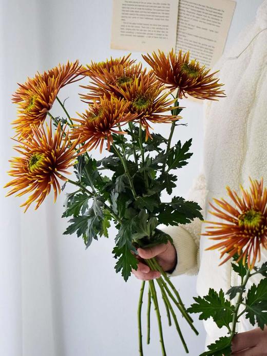 【周四秒杀】复古烟花雏菊6枝59.8元 商品图1