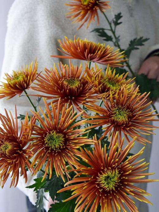 【周四秒杀】复古烟花雏菊6枝59.8元 商品图2