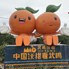 【武鸣沃柑】200万斤广西武鸣沃柑盼销路！我们品尝了真的非常好！新鲜满满VC，鲜嫩多汁，仅16.8元/箱，恳请您多转发支持！ 商品缩略图3