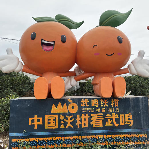 【武鸣沃柑】200万斤广西武鸣沃柑盼销路！我们品尝了真的非常好！新鲜满满VC，鲜嫩多汁，仅16.8元/箱，恳请您多转发支持！ 商品图3