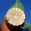 【玉米的天花板】高叶酸玉米中国农科院8年研发非转基因0农残【三甜一糯】你要的玉米口感都有 商品缩略图5