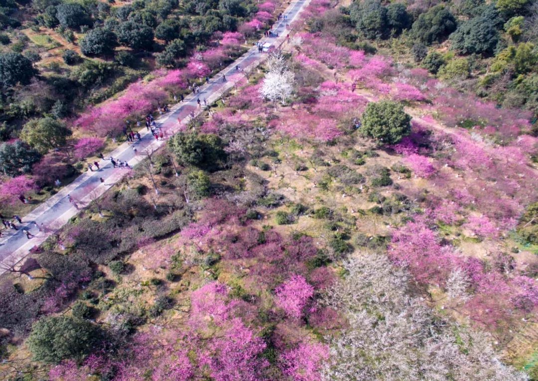 超山梅花 高架草莓采摘联票,赏古,广,奇唐梅,宋梅,采摘高架有机草莓