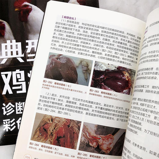 典型鸡病诊断防治彩色图谱 零基础学养鸡 养鸡专业书籍 典型鸡病常见鸡病预防书籍 重大隐患鸡病诊断技巧 鸡病常识图鉴与防控技术 化学工业出版社 9787122397423 商品图3