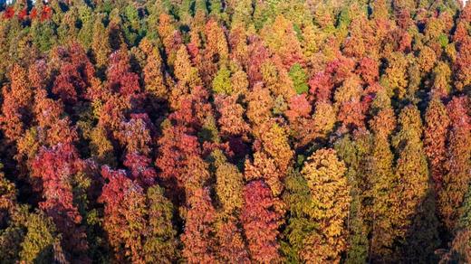 肇庆·醉美星湖落羽杉·西街鼓浪屿岩前村一天摄影<臻享1元>01月12日（周五） 商品图0