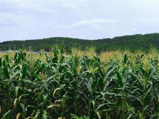 老品种拇指玉米2斤约15-21根包邮 商品图4