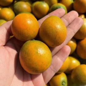 顶级滑皮金桔3斤