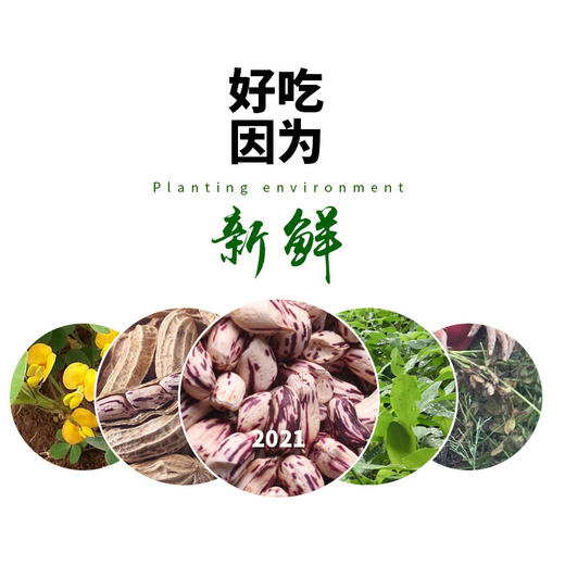 七彩花生500g/袋 商品图3