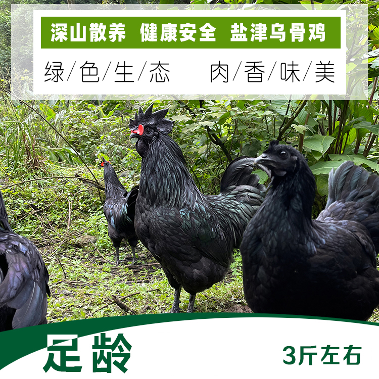 云南盐津乌骨鸡深山散养（屠宰净鸡）3市斤左右