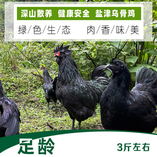 云南盐津乌骨鸡深山散养（屠宰净鸡）3市斤左右 商品图0