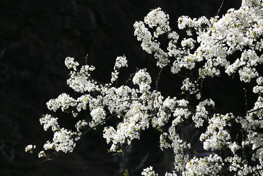 3.16【清远阳山】高山千亩梨花•万山朝王2天拍摄（臻享1元） 商品图0