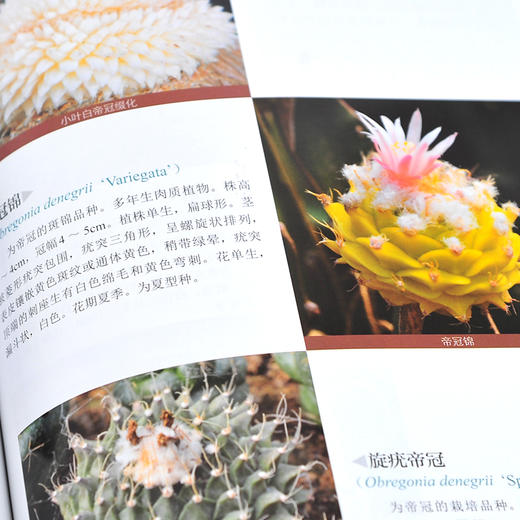 1000种多肉植物原色图鉴 多肉仙人掌植物图鉴 多肉图谱 多肉种植培育书籍 多肉植物爱好者休闲参考书 科研管理引种工作者专业书籍 无 化学工业出版社 9787122380777 商品图3
