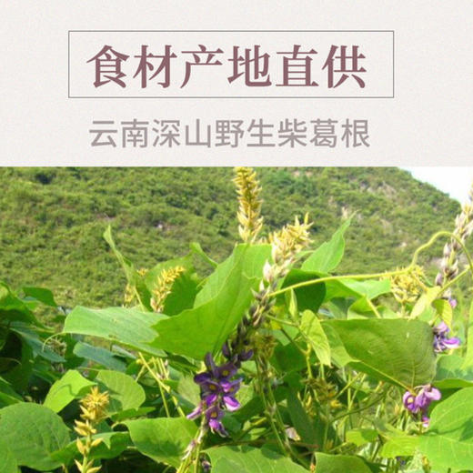 御春农牌冰糖葛根粉120g/盒 商品图2