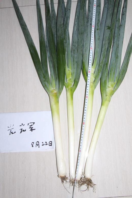 【种子】日本进口【光辉】一代杂交钢葱 耐抽薹 返青快 高产潜力大 商品图3