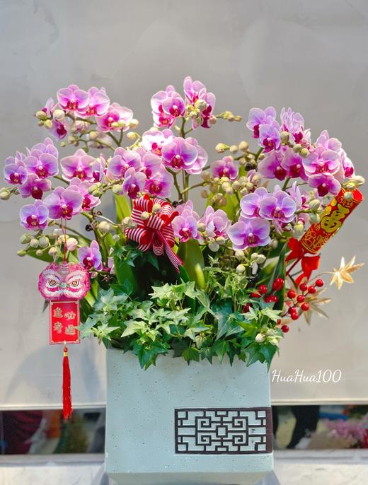 新年蝴蝶兰盆景丨多款入，详询客服哦 商品图4