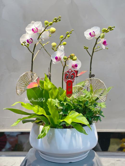 新年蝴蝶兰盆景丨多款入，详询客服哦 商品图11