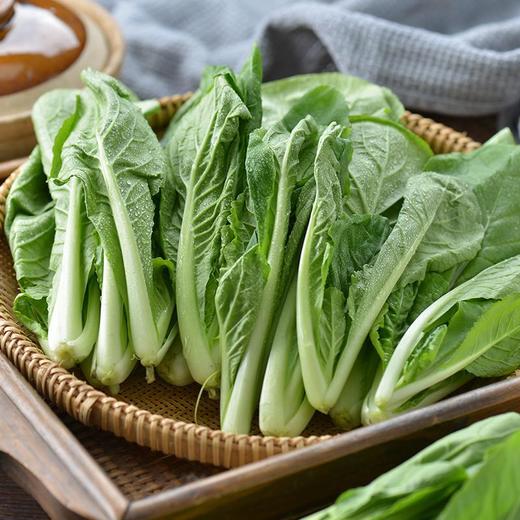 每日伊藤杭白菜 约300g/袋 商品图2