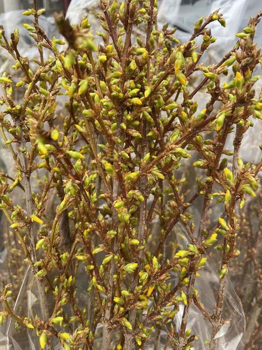 【招财进宝】进口寸寸金  约10枝/扎  70-110cm 商品图6