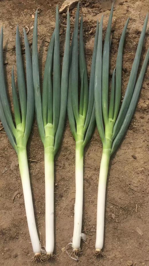 【种子】日本进口【光辉】一代杂交钢葱 耐抽薹 返青快 高产潜力大 商品图4