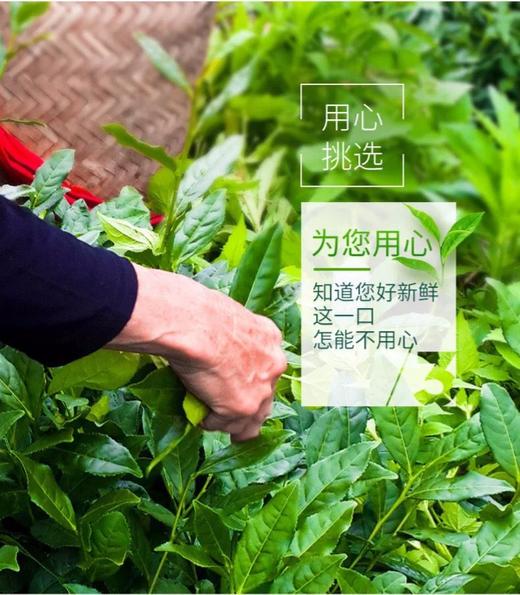 五福 铁观音1725浓香型礼盒装500g 商品图5