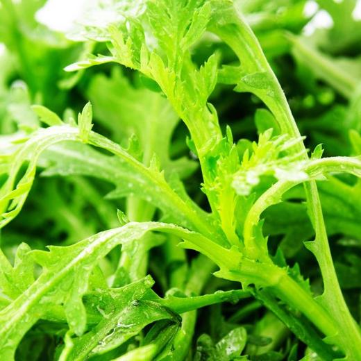 放心茼蒿 约250g/袋 商品图1