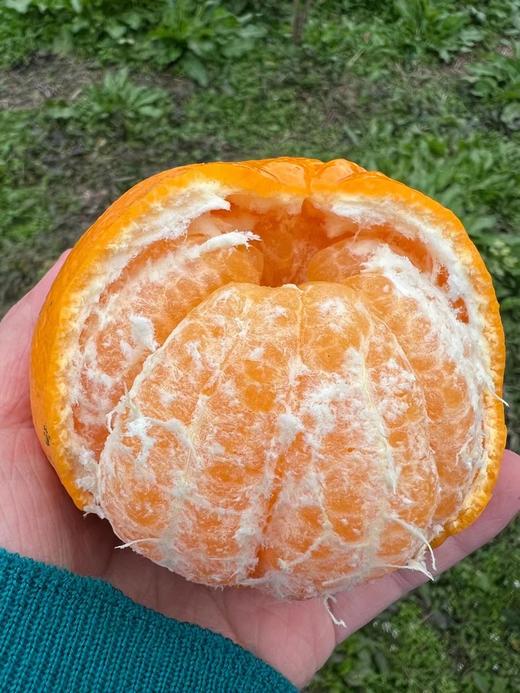 有机春见耙耙柑｜现摘先发｜顺丰空运｜10号首摘 商品图2