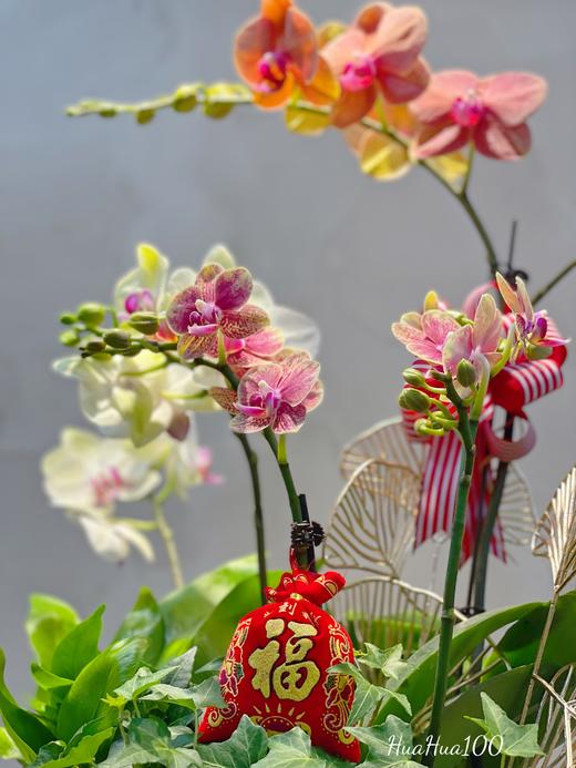 新年蝴蝶兰盆景丨多款入，详询客服哦 商品图13