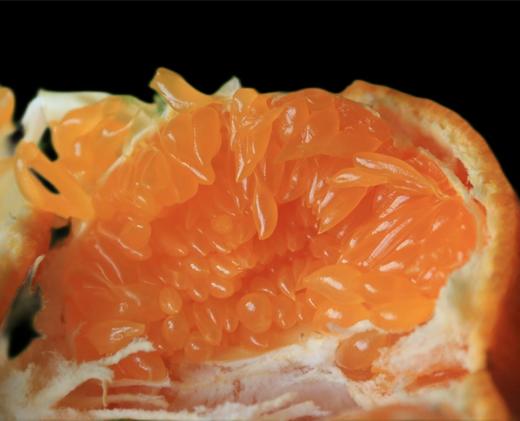 有机春见耙耙柑｜现摘先发｜顺丰空运｜10号首摘 商品图1