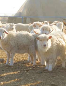 【宁夏外运】宁夏滩羊 新鲜空运现发 年夜饭加餐