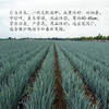 【种子】日本进口【光辉】一代杂交钢葱 耐抽薹 返青快 高产潜力大 商品缩略图2