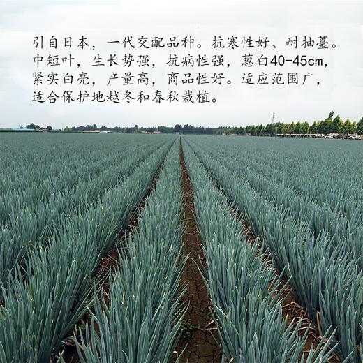 【种子】日本进口【光辉】一代杂交钢葱 耐抽薹 返青快 高产潜力大 商品图2