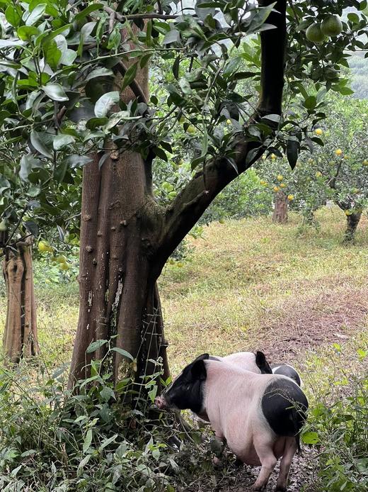 有机春见耙耙柑｜现摘先发｜顺丰空运｜10号首摘 商品图12