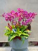 新年蝴蝶兰盆景丨多款入，详询客服哦 商品缩略图6
