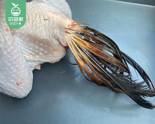 南安散养拜拜大公鸡（1.05kg±100g/只） 商品图3