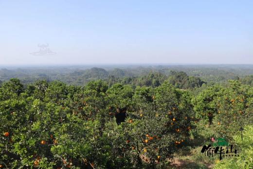 有机春见耙耙柑｜现摘先发｜顺丰空运｜10号首摘 商品图6