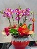 新年蝴蝶兰盆景丨多款入，详询客服哦 商品缩略图3