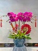 新年蝴蝶兰盆景丨多款入，详询客服哦 商品缩略图2