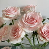 【AB级粉爱神玫瑰】10支/份 长约60-65cm 商品缩略图1