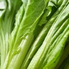 放心芥菜 约300g/袋 安全安心可追溯 伊藤自有品牌 商品缩略图3