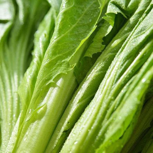 放心芥菜 约300g/袋 安全安心可追溯 伊藤自有品牌 商品图3