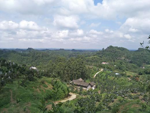 有机春见耙耙柑｜现摘先发｜顺丰空运｜10号首摘 商品图5