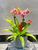 新年蝴蝶兰盆景丨多款入，详询客服哦 商品缩略图7